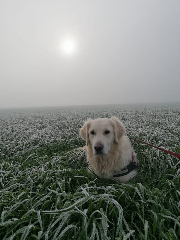 Luca