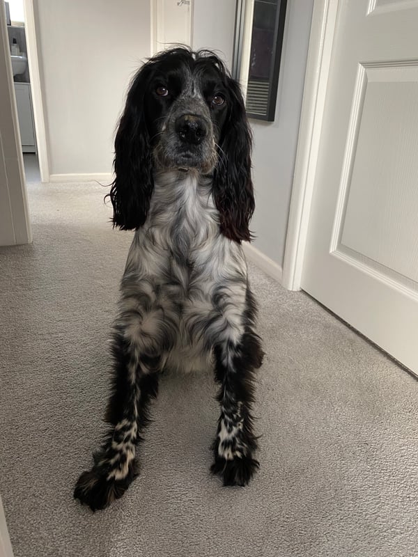 Cooper