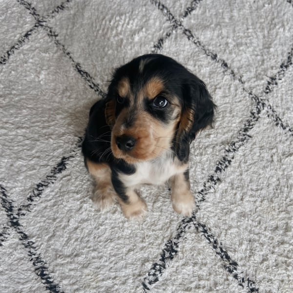 Nala