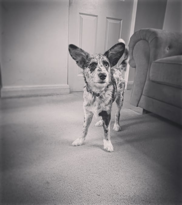 Bluey