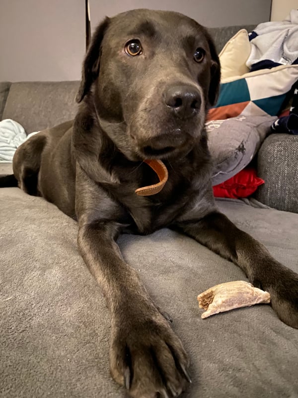 Pipa
