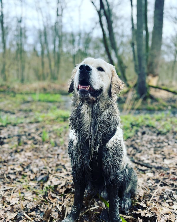 Frenkie