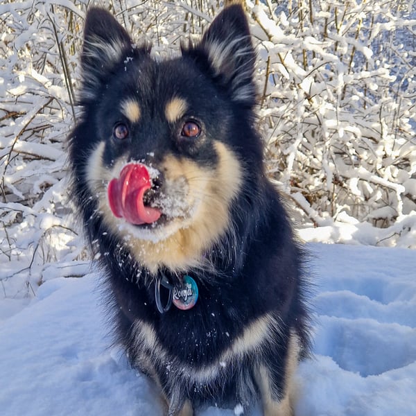 Ronja