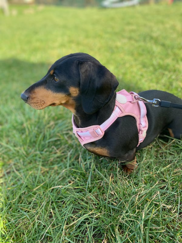 Coco