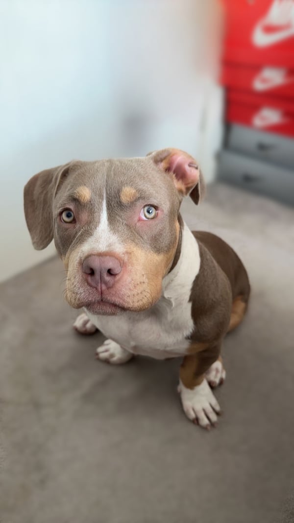 Darla