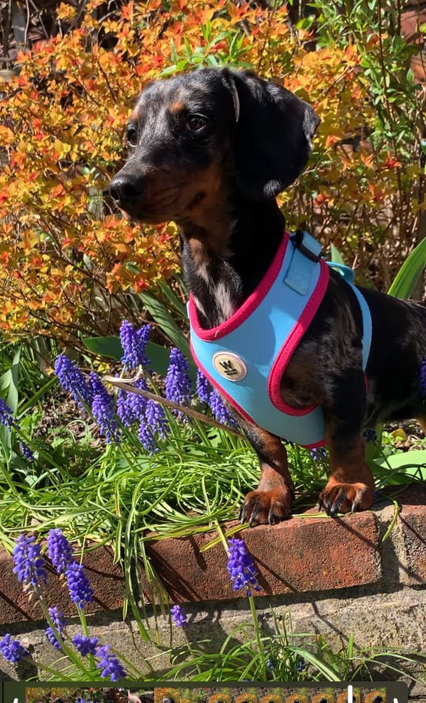 Missy~blue