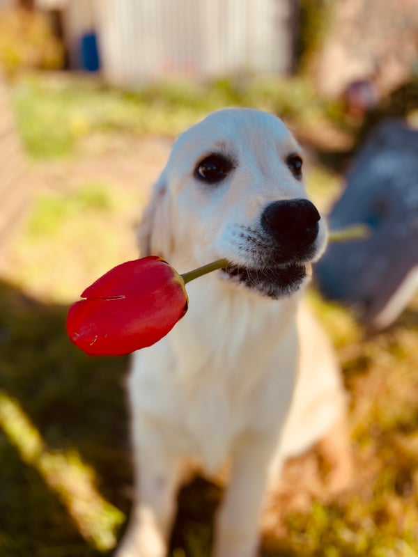 Nala