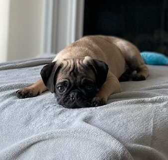 Oliver