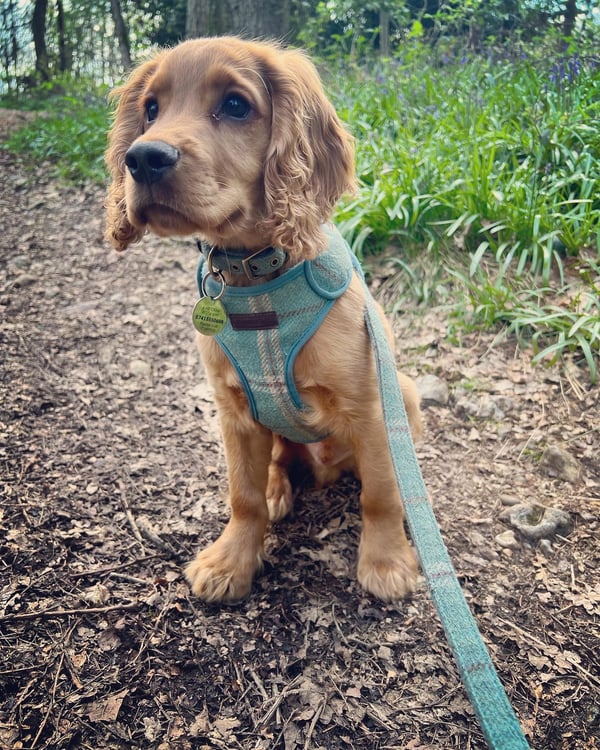 Leo