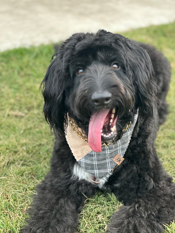 Pepper