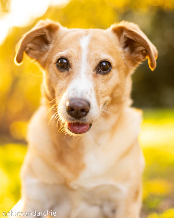 Archie