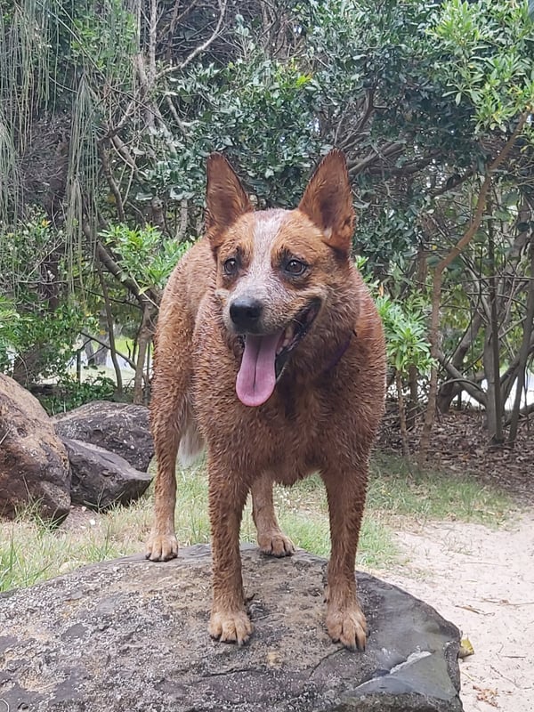 Bindi
