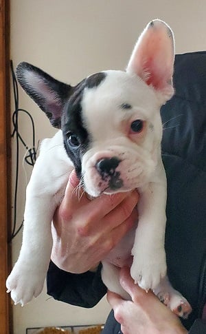 Minnie