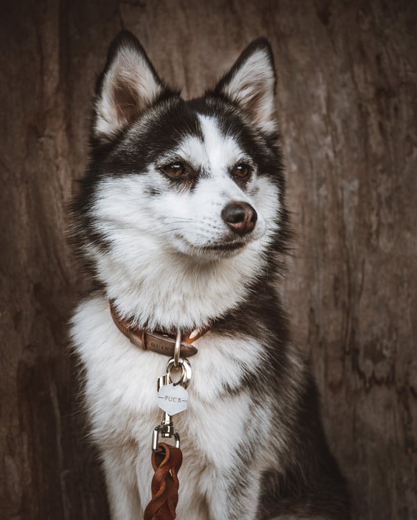 Puck