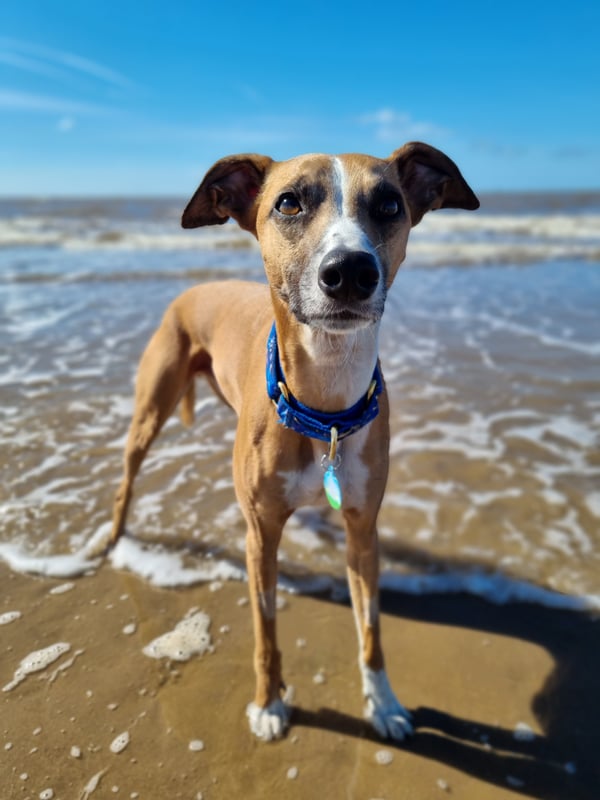 Dobby