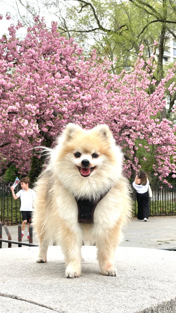 Meeko