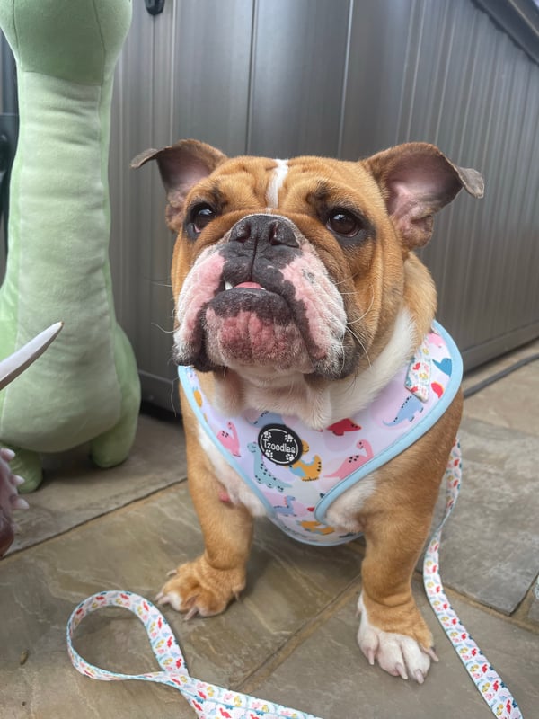 Ivy