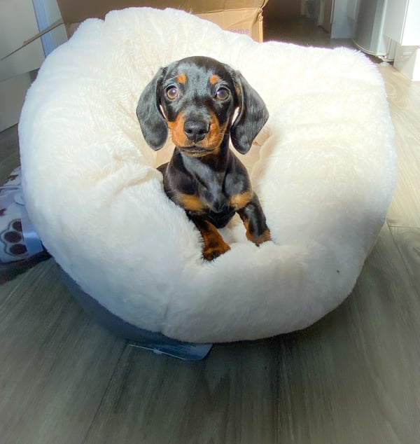 Mollie