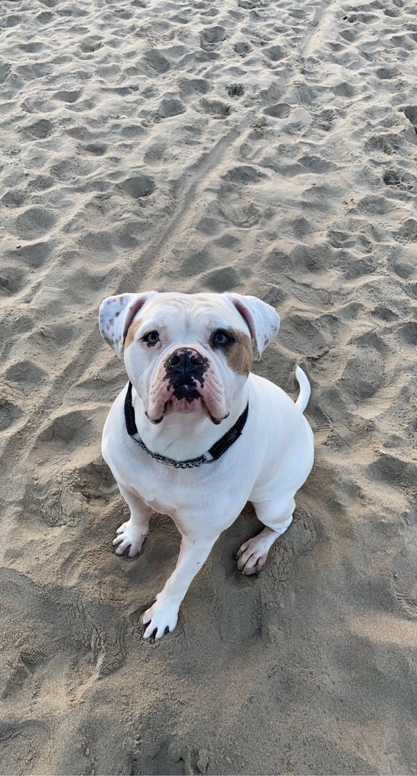 Harley