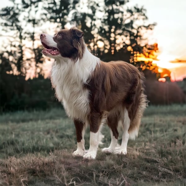 Chewie