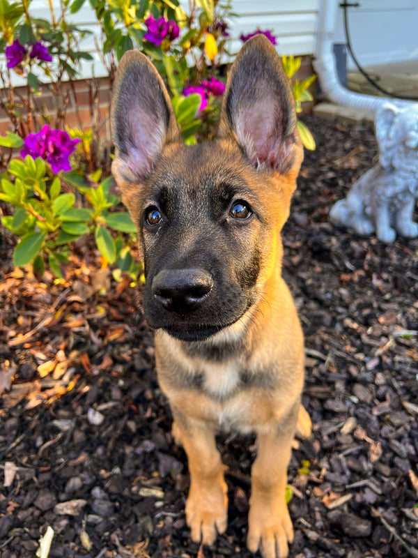 Zeus