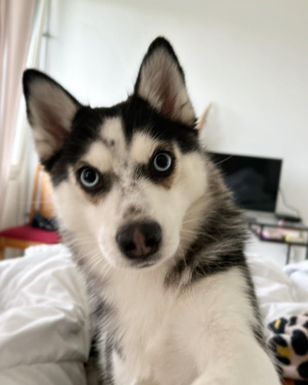 Chula