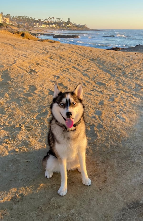 Stella