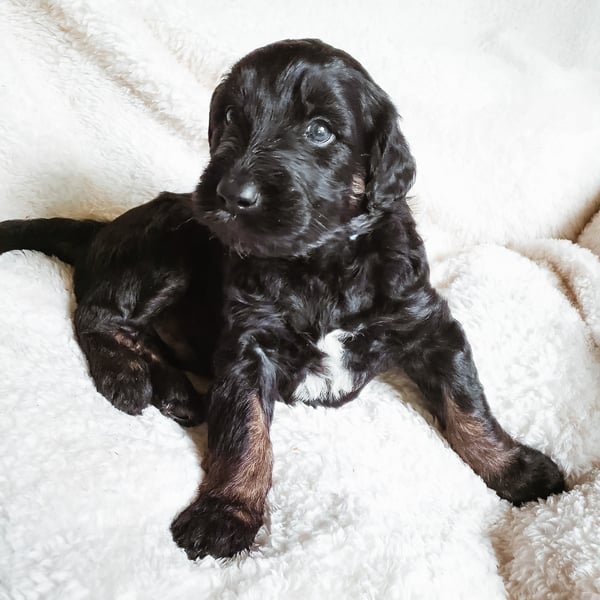 Oliver