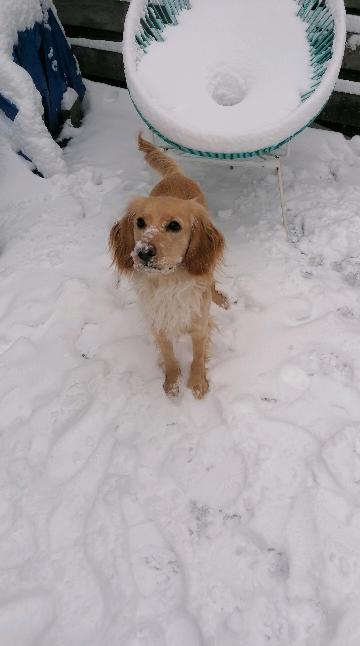Pip