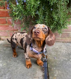 Hettie