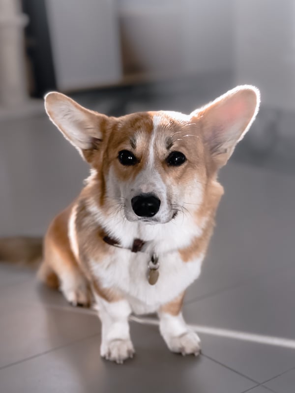 Banjo
