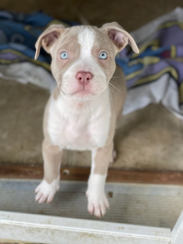 Athena