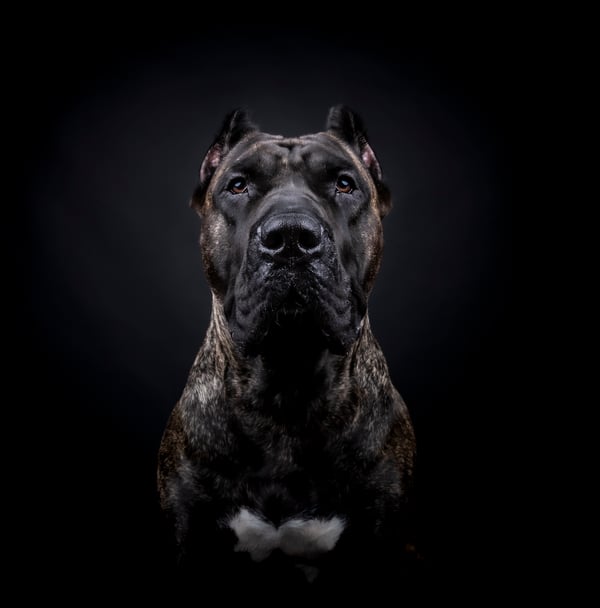 Diva