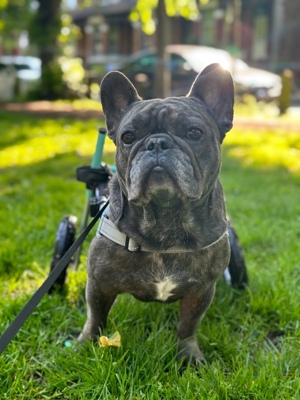 Bertie