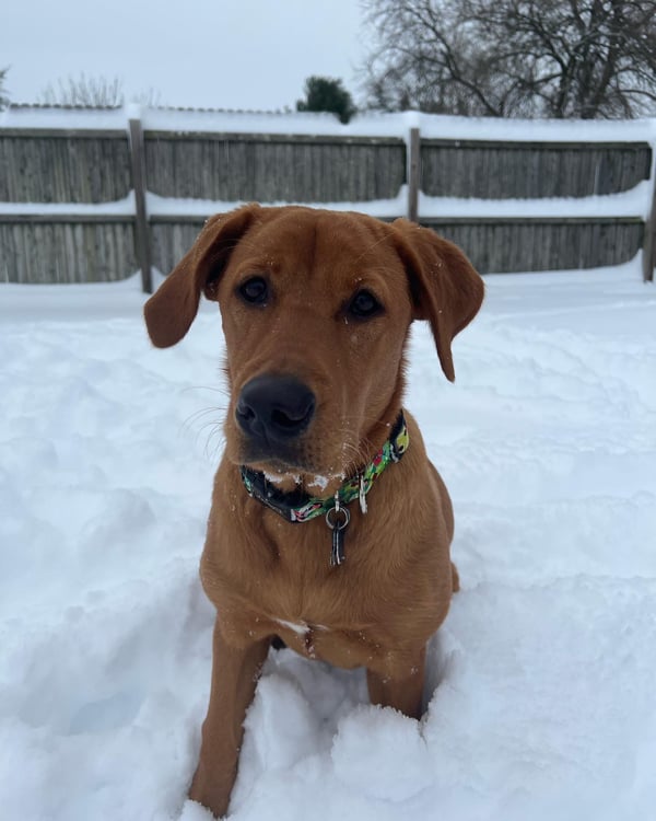 Simba