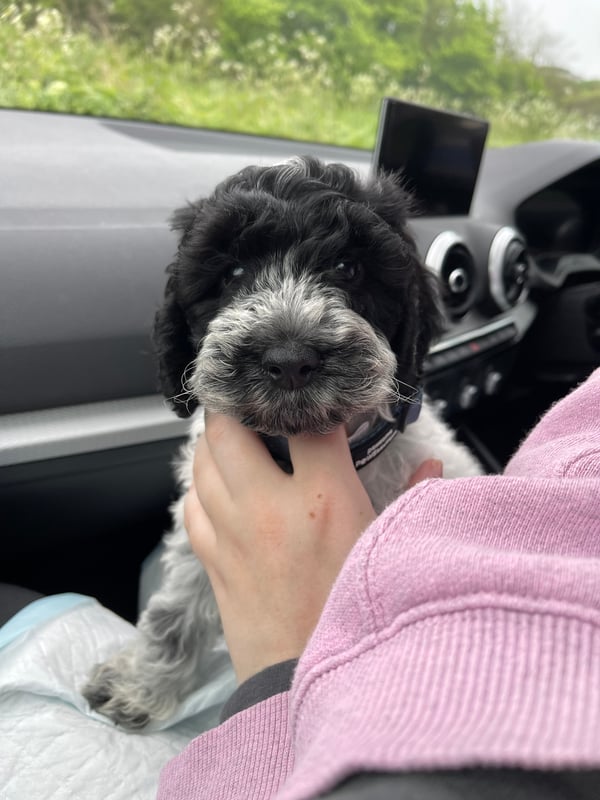 Otto