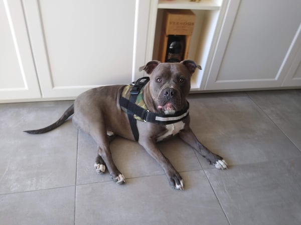 Balou