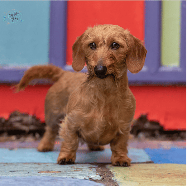 Harrison - GCH CH GRD's v MoonLight's Man In Tails MW CGC TL-1