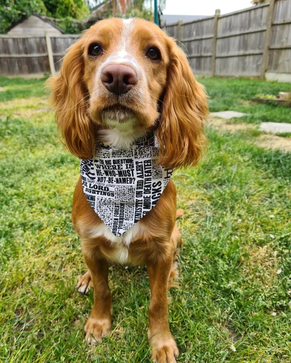 Hugo