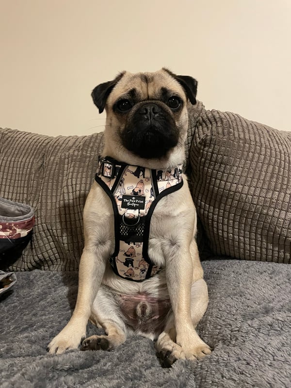 Frank