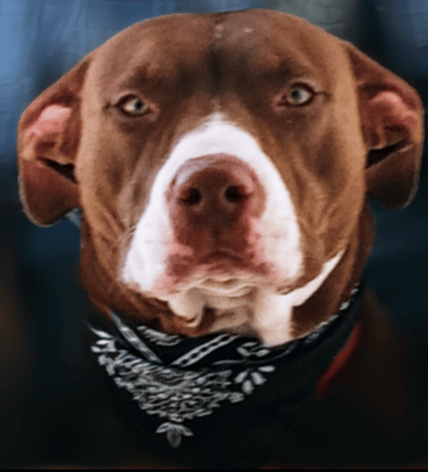 Cocos