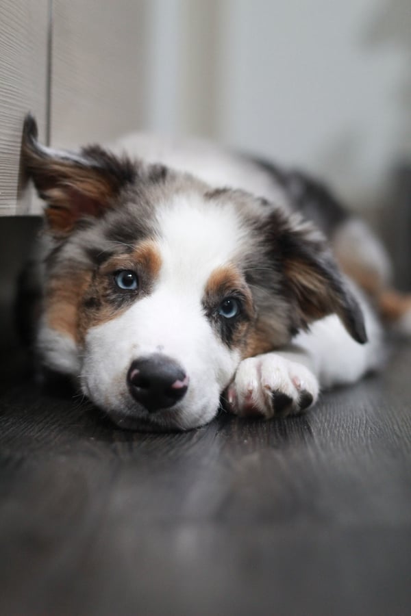 Milo