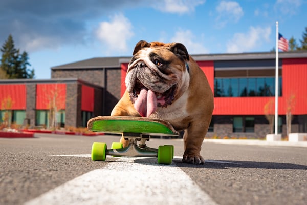 Chowder the Bulldog