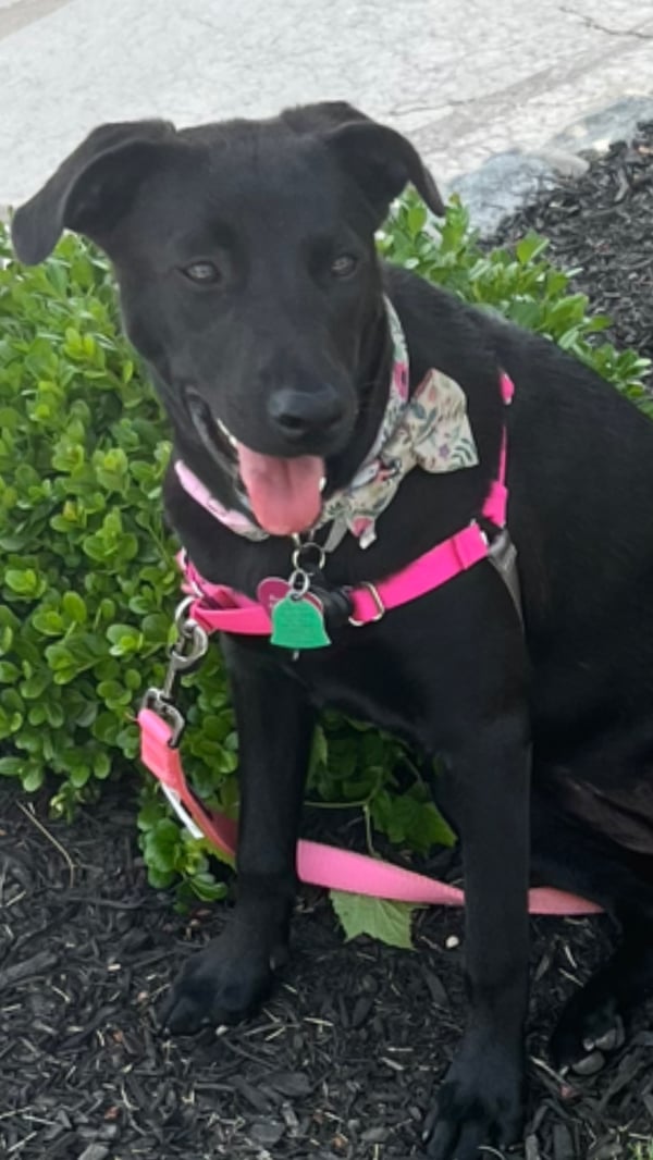 Rosie