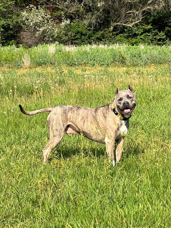 Enzo