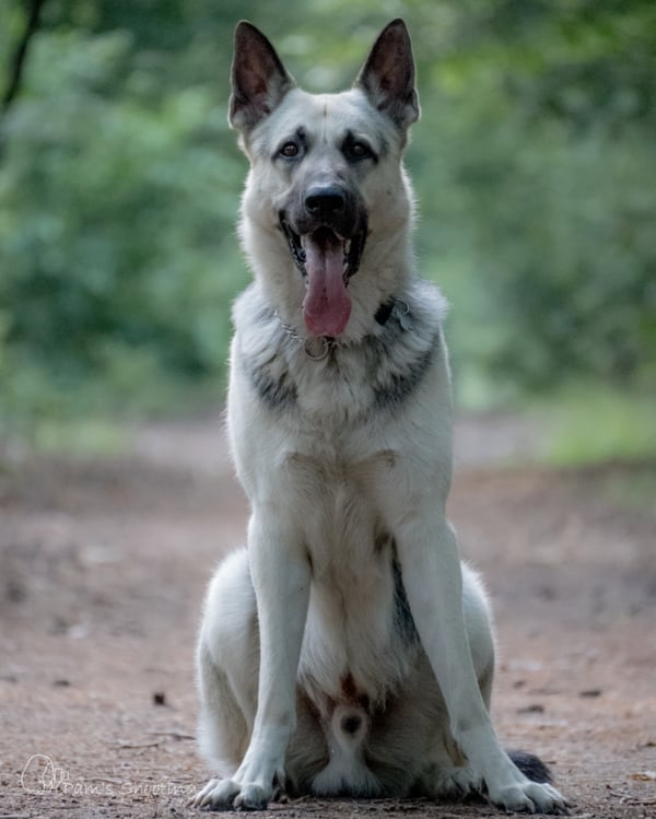 Rex