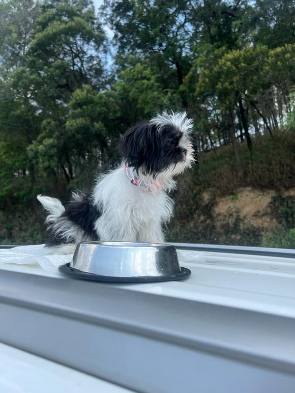 Bella