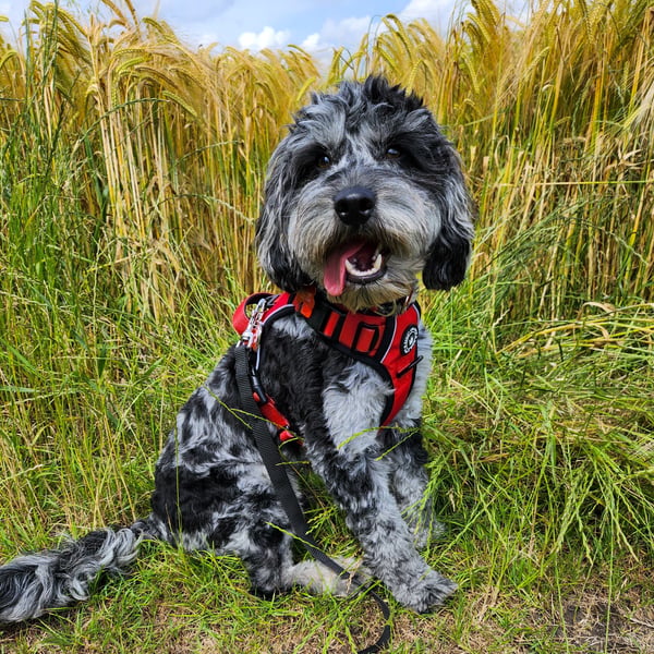 Bailey