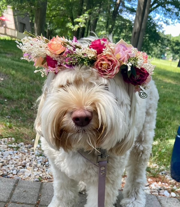 LuLu