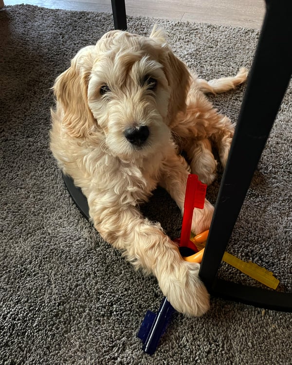 Ollie